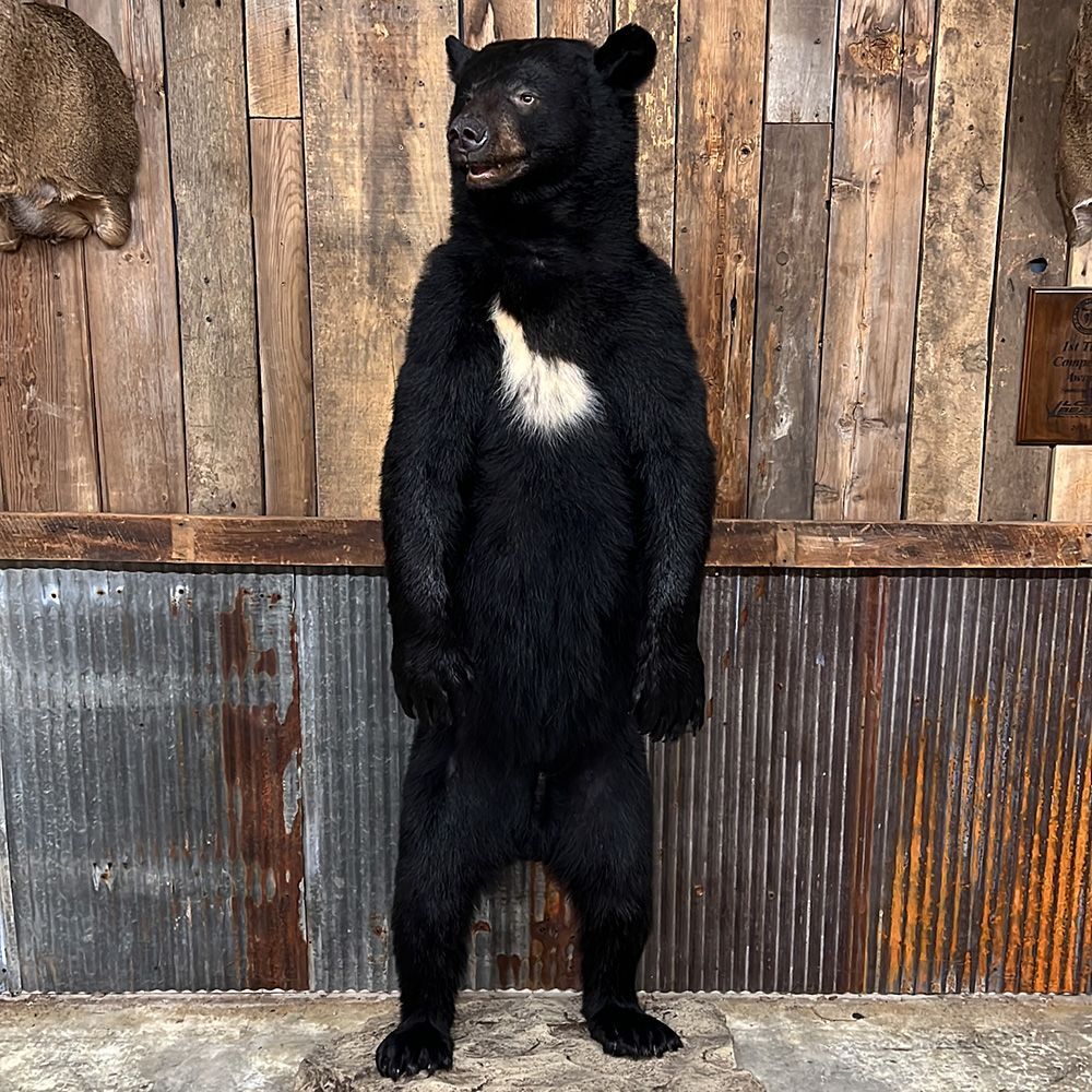 Bourke's Taxidermy Big Game Mounts