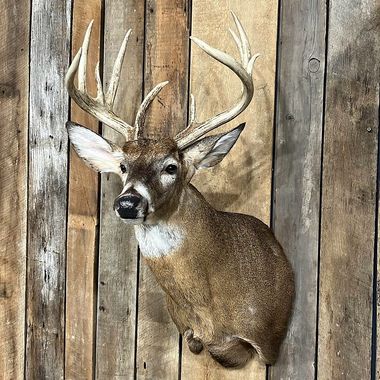 Whitetail Deer Mounts