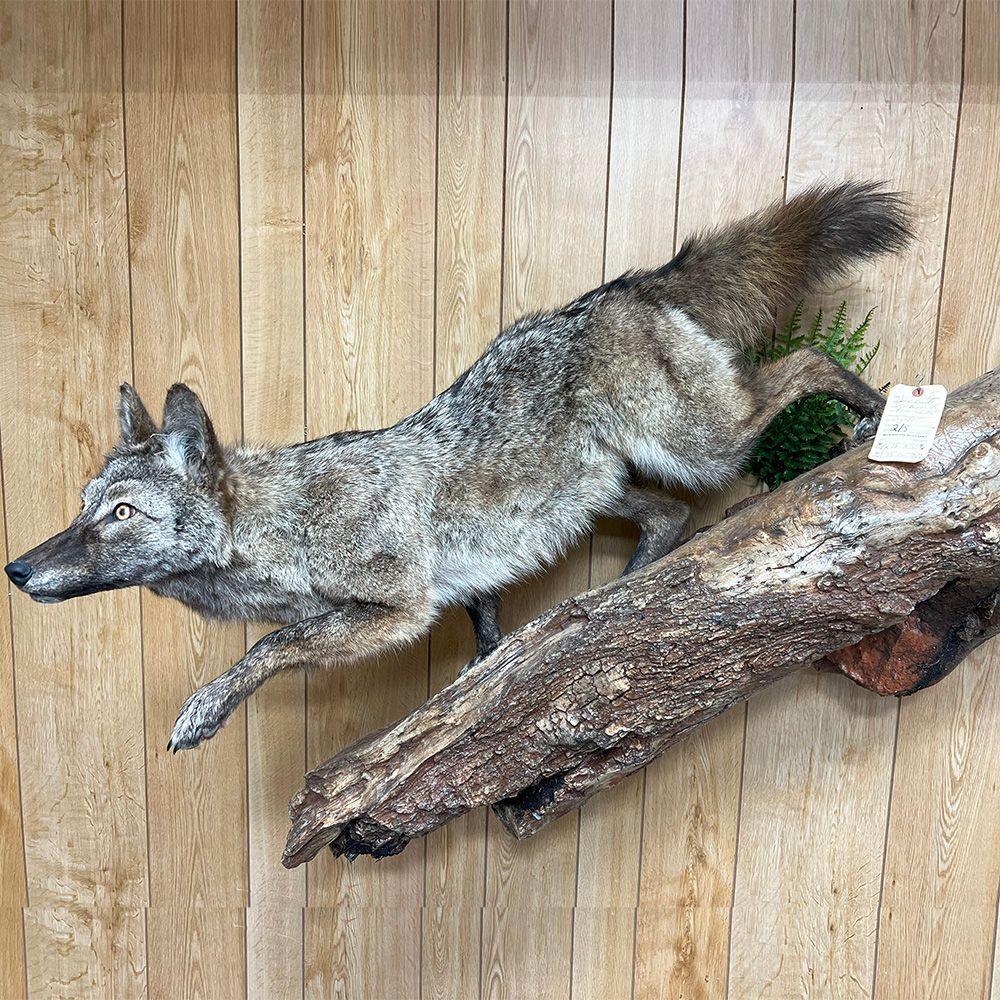 Bourke's Taxidermy Animal Mounts