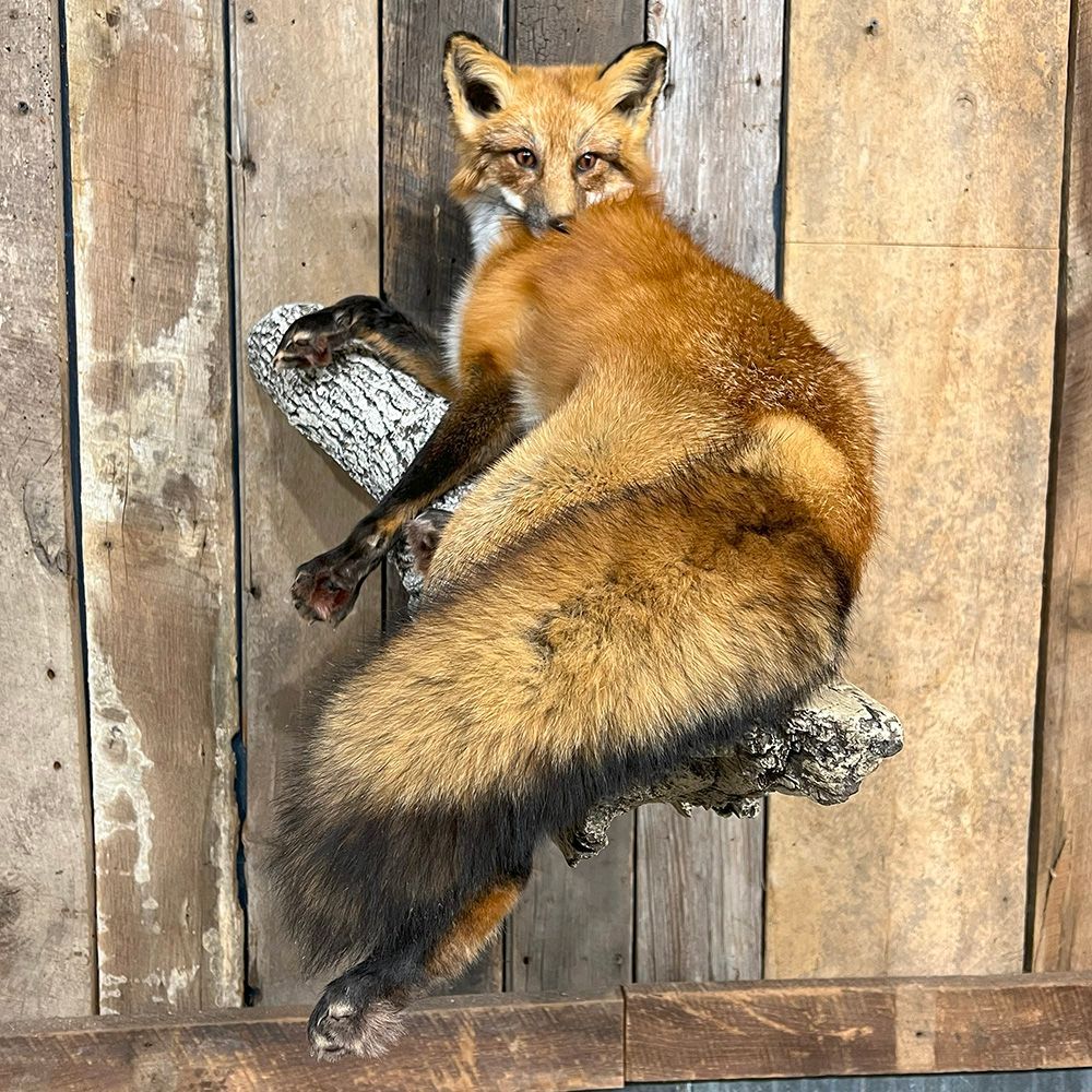 Bourke's Taxidermy Animal Mounts