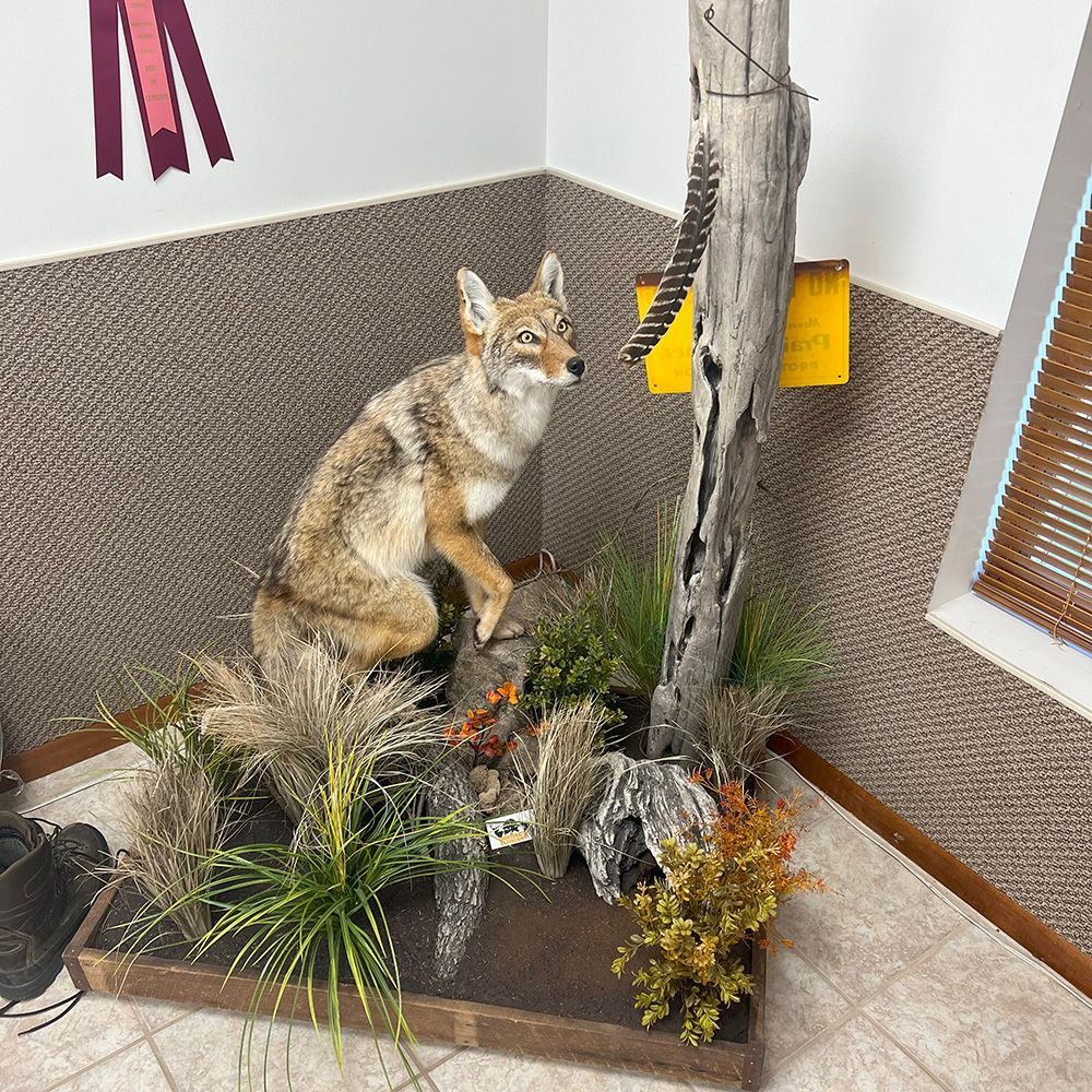 Bourke's Taxidermy Animal Mounts