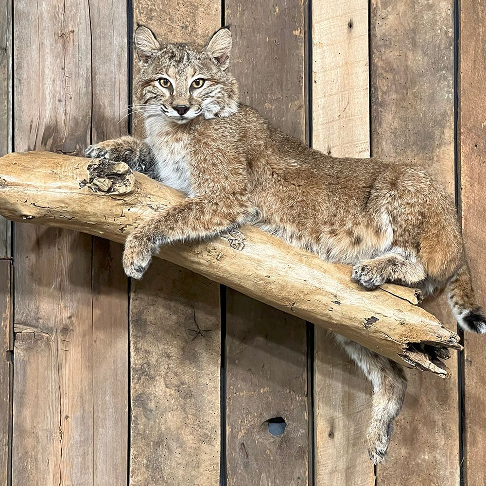Bourke's Taxidermy Animal Mounts