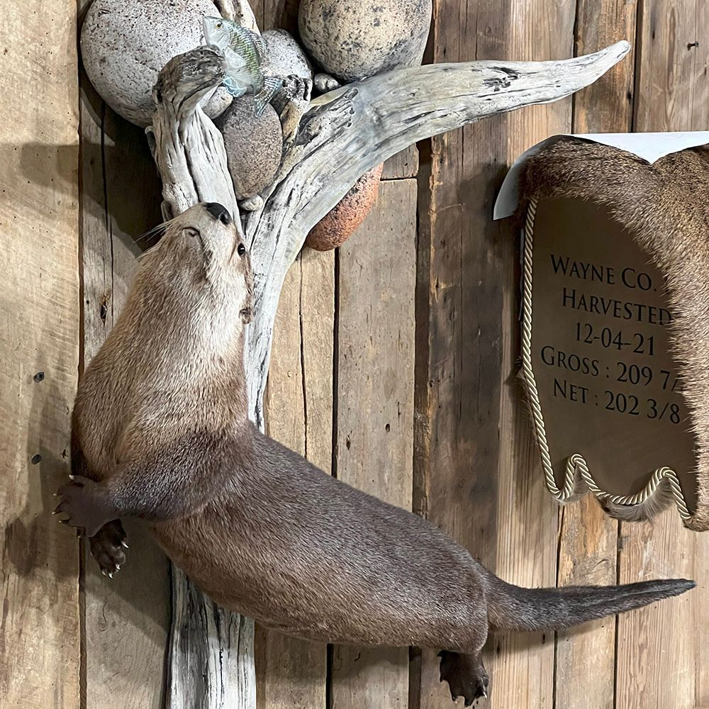 Bourke's Taxidermy Animal Mounts