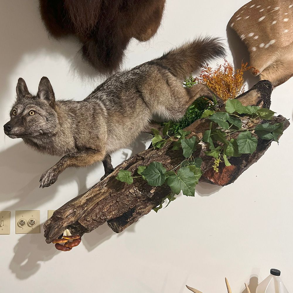 Bourke's Taxidermy Animal Mounts