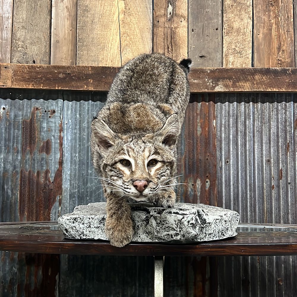 Bourke's Taxidermy Animal Mounts