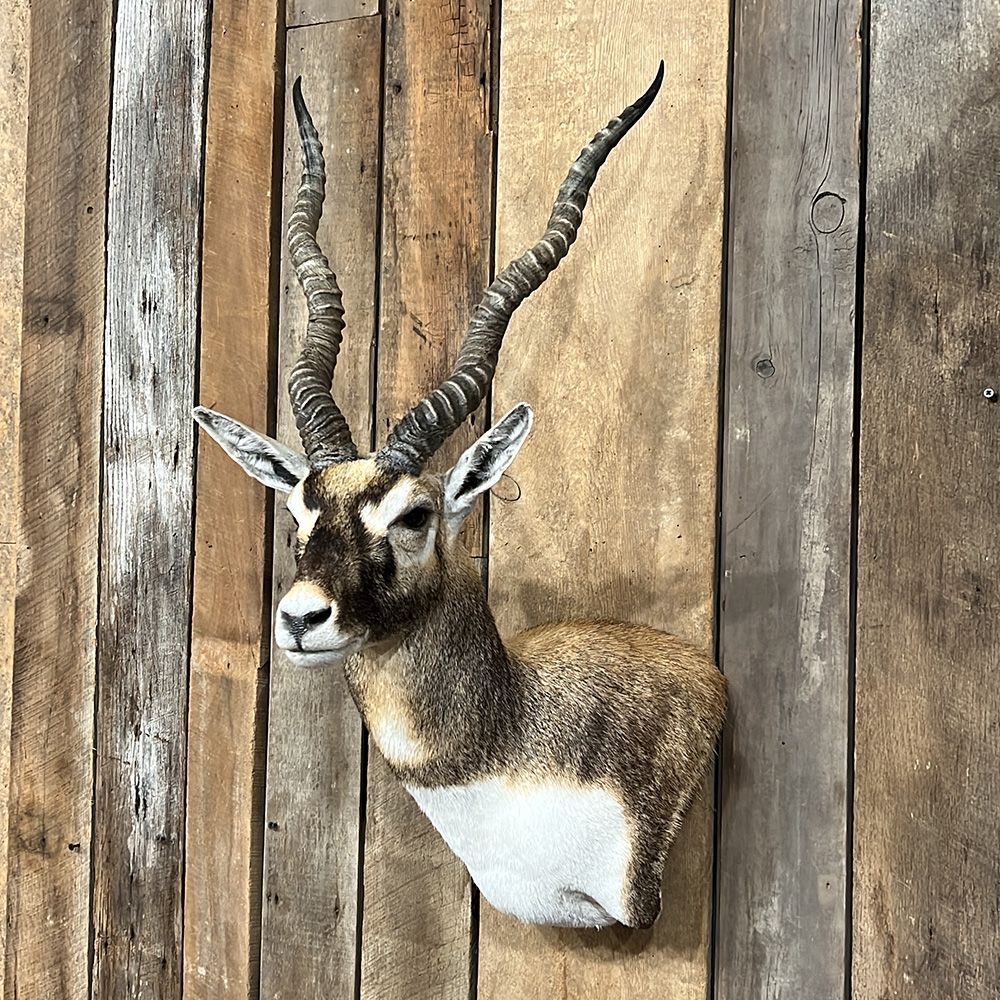 Bourke's Taxidermy Animal Mounts