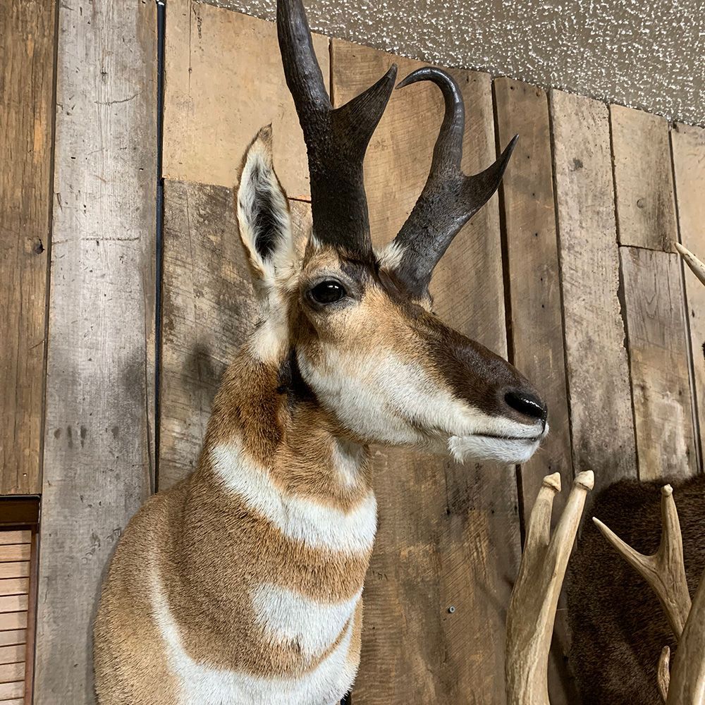 Bourke's Taxidermy Animal Mounts