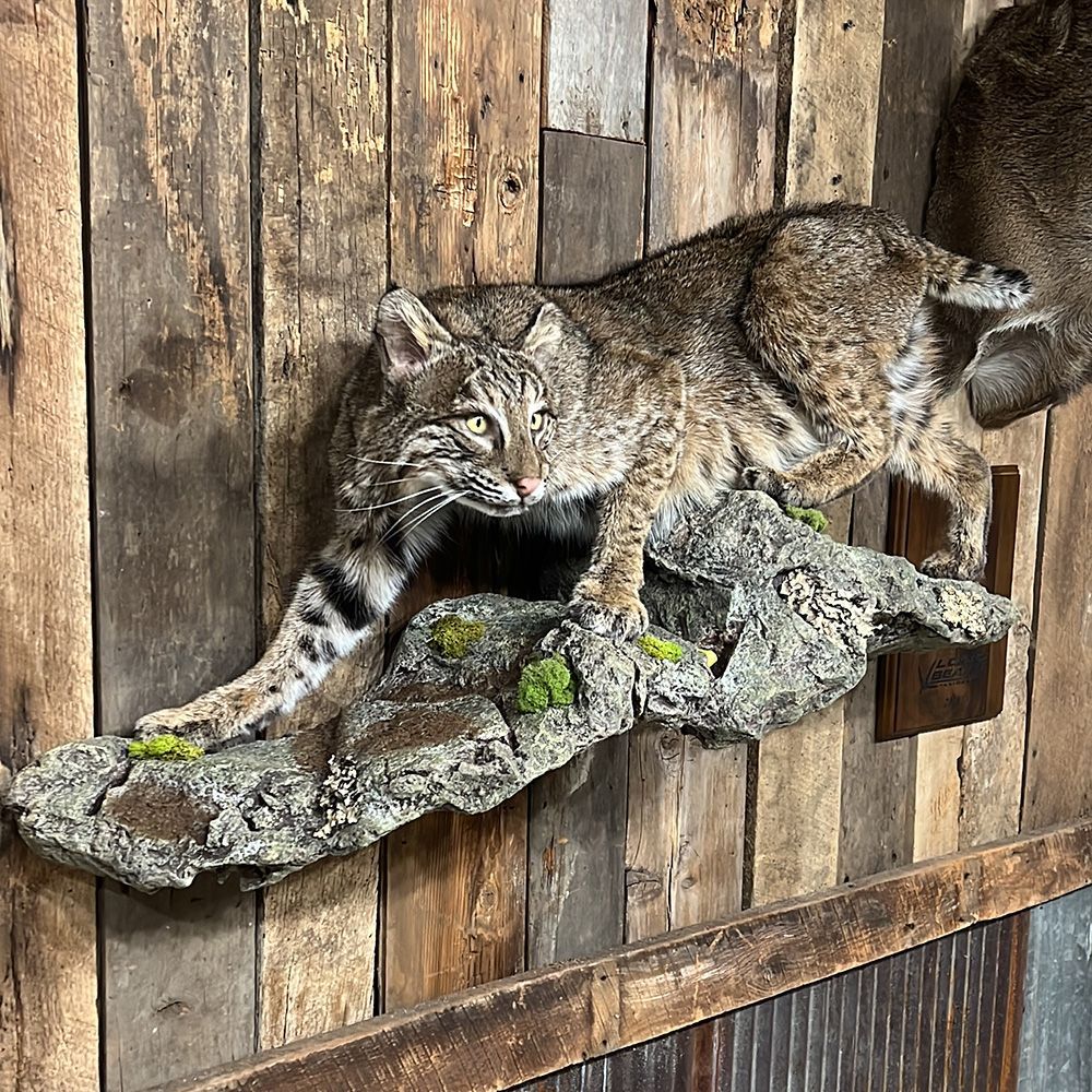 Bourke's Taxidermy Animal Mounts