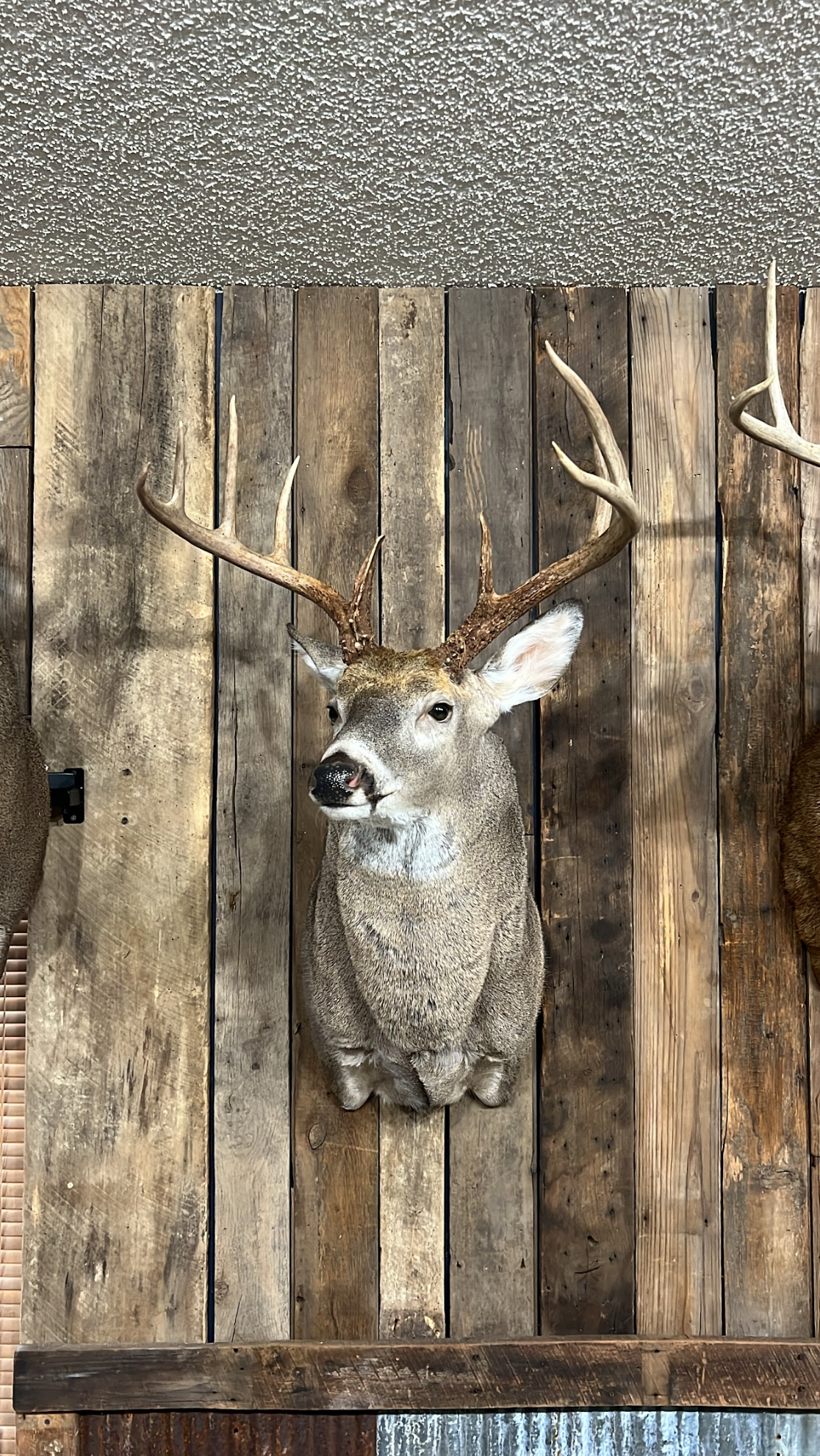 Whitetail Deer Head Mounted