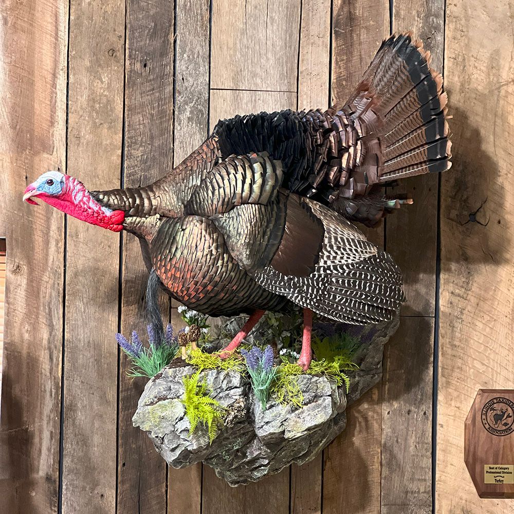 Bourke's Taxidermy Turkey Mounts