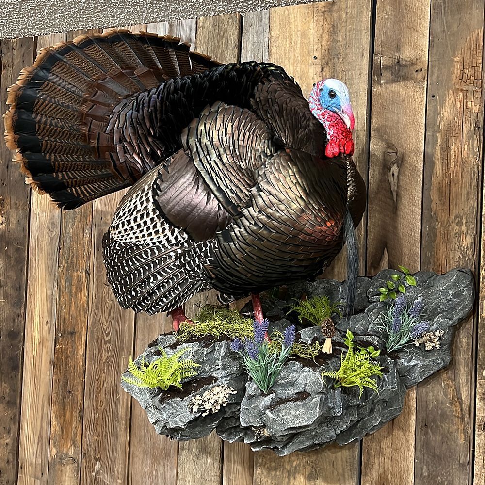 Bourke's Taxidermy Turkey Mounts