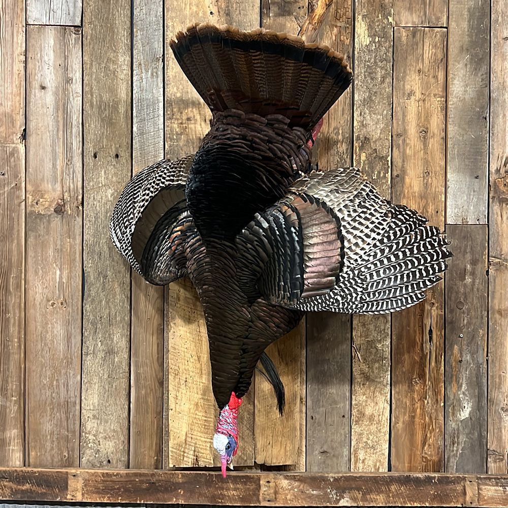Bourke's Taxidermy Turkey Mounts