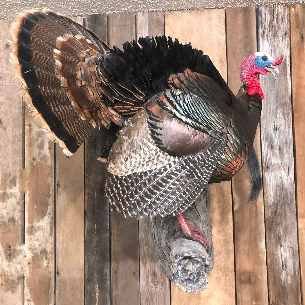 Bourke's Taxidermy Turkey Mounts