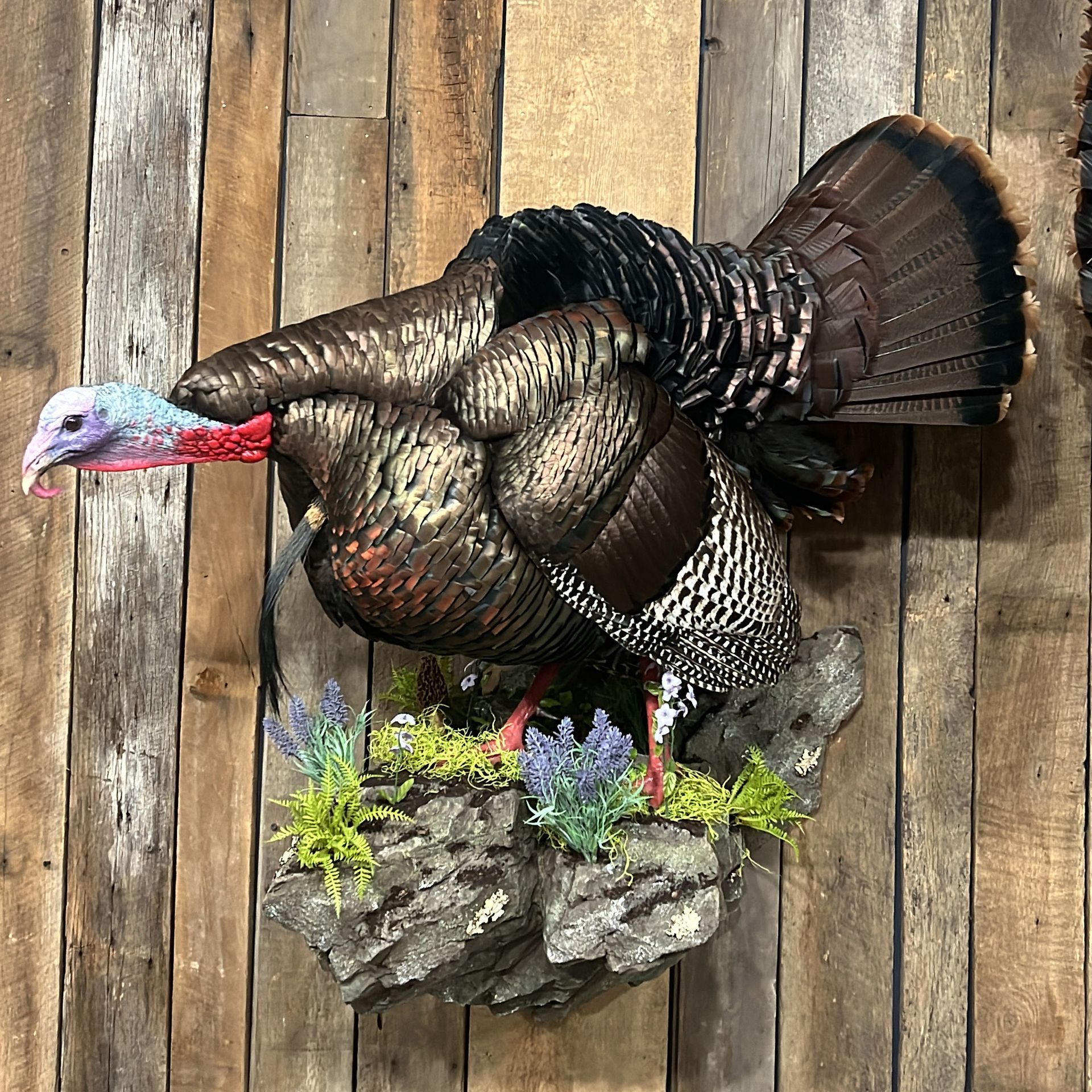 Bourke's Taxidermy Turkey Mounts