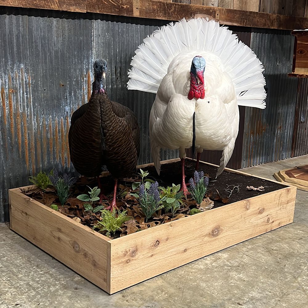 Bourke's Taxidermy Turkey Mounts
