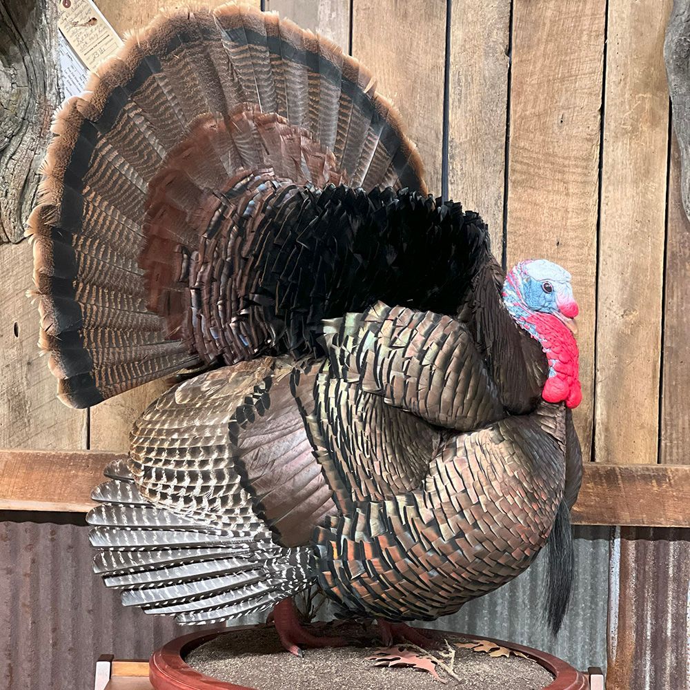 Bourke's Taxidermy Turkey Mounts