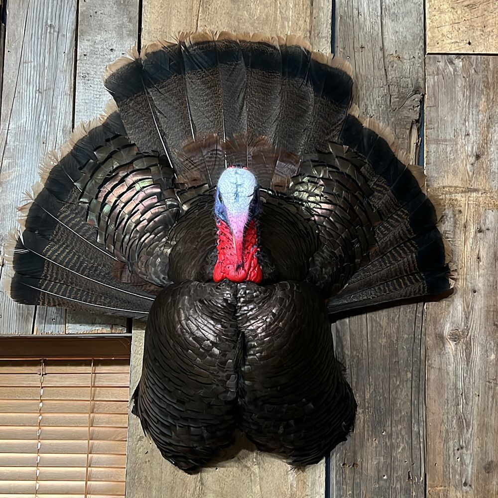 Bourke's Taxidermy Turkey Mounts