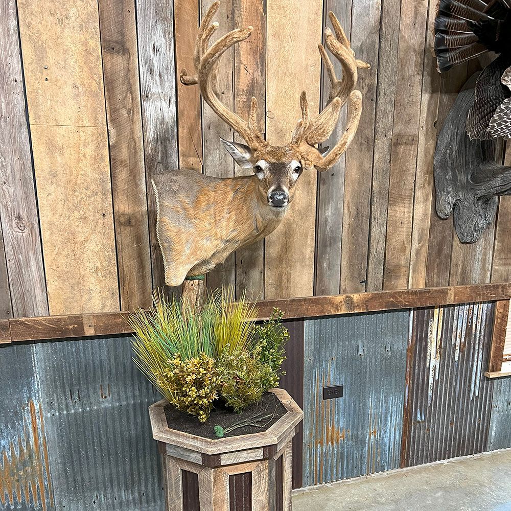 Bourke's Taxidermy Whitetail Deer Mounts
