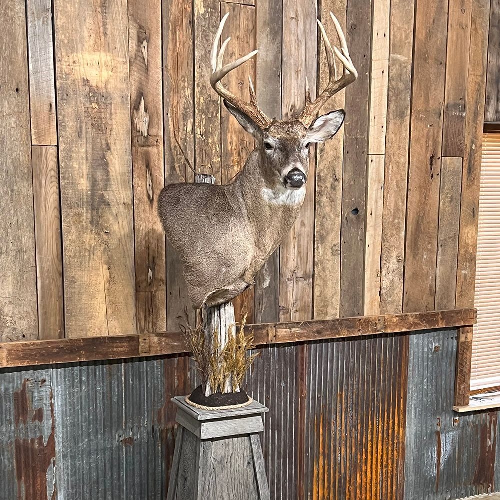 Bourke's Taxidermy Whitetail Deer Mounts