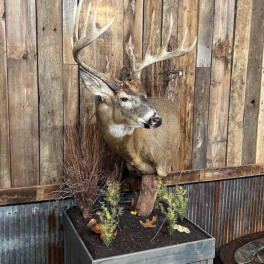 Bourke's Taxidermy Whitetail Deer Mounts