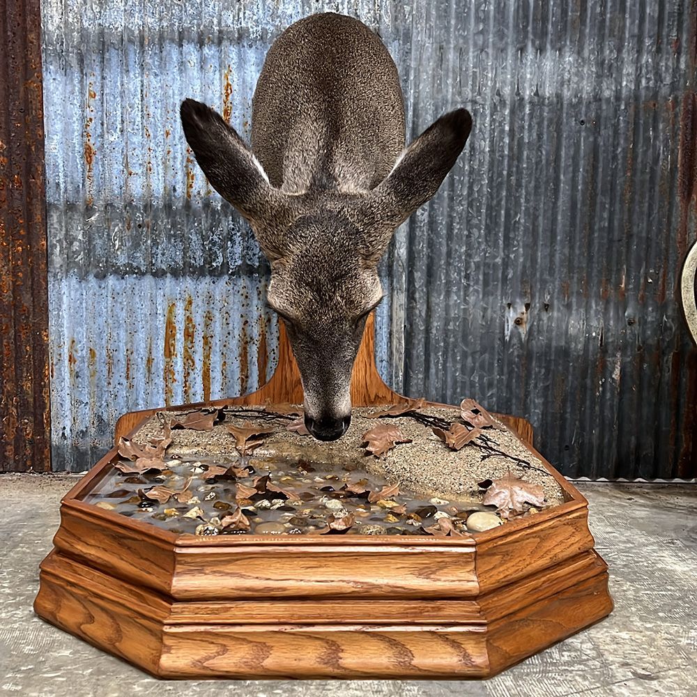 Bourke's Taxidermy Whitetail Deer Mounts