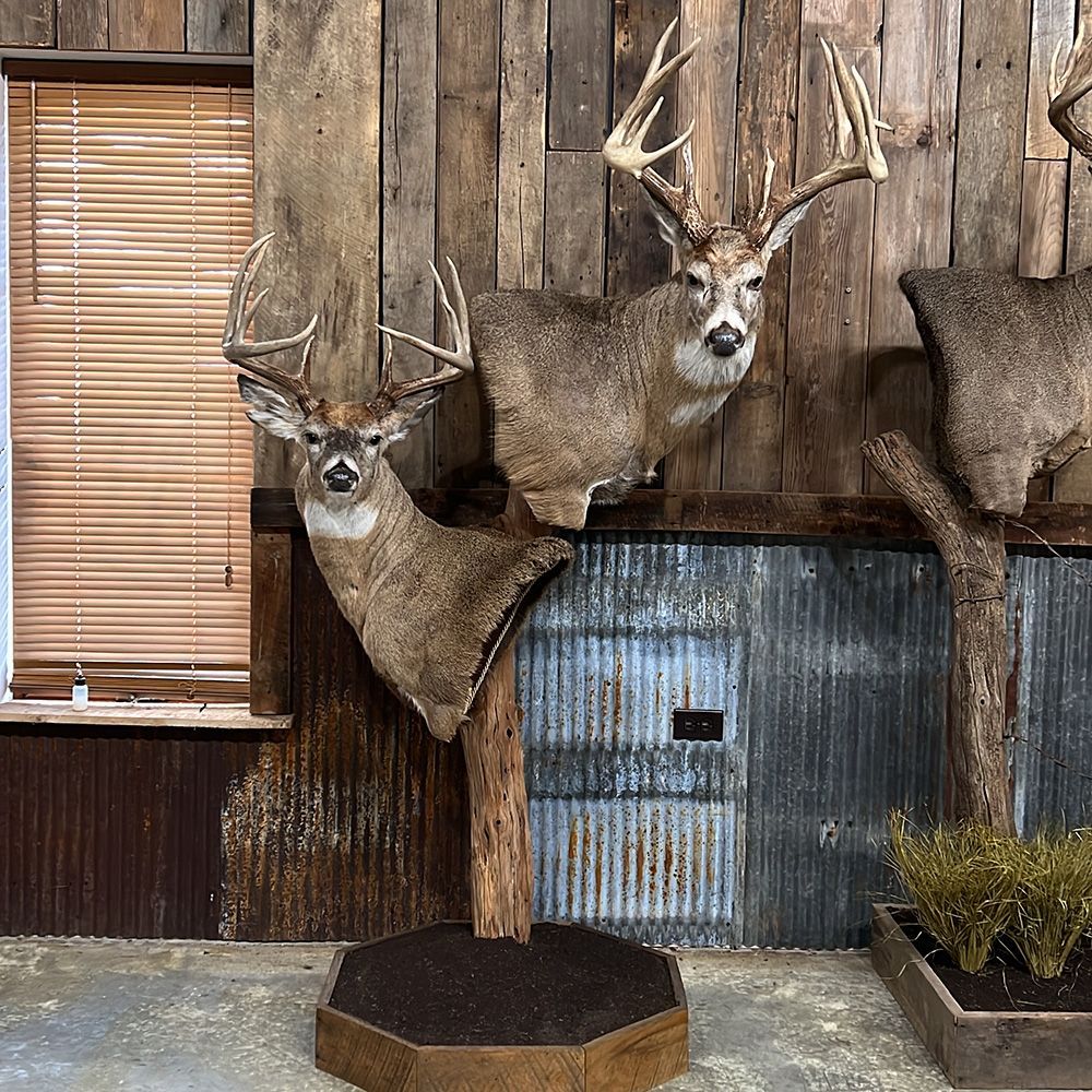 Bourke's Taxidermy Whitetail Deer Mounts