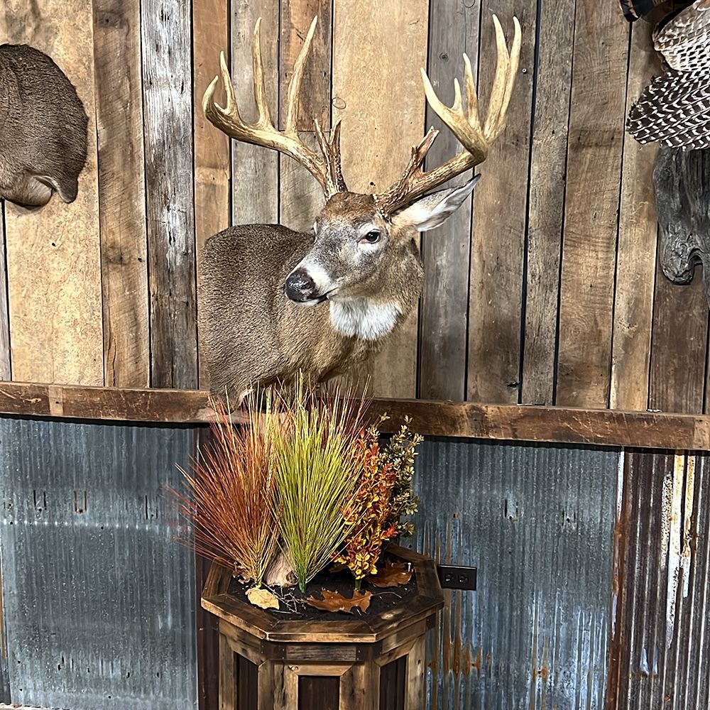 Bourke's Taxidermy Whitetail Deer Mounts