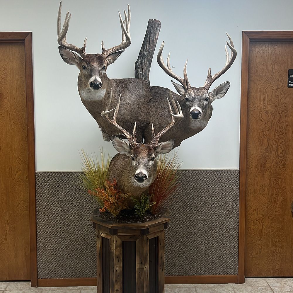 Bourke's Taxidermy Whitetail Deer Mounts
