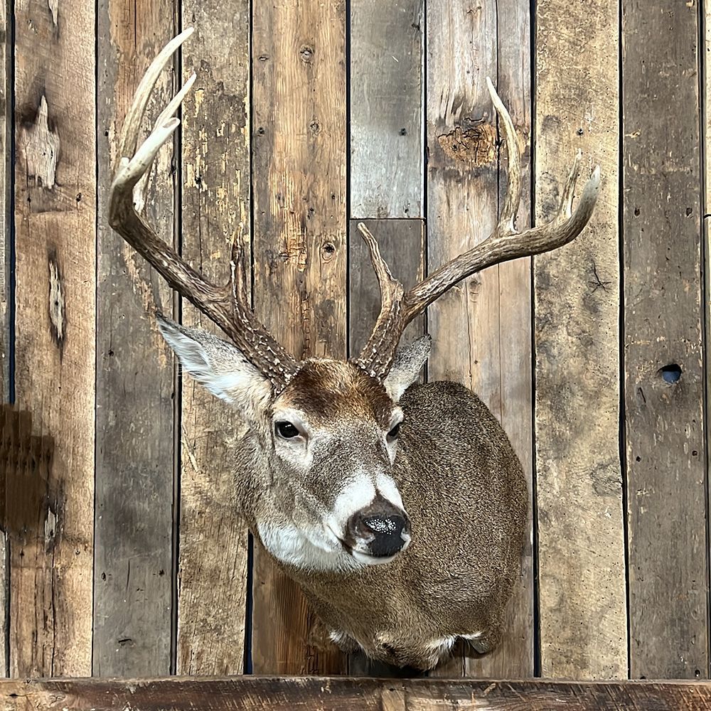 Bourke's Taxidermy Whitetail Deer Mounts