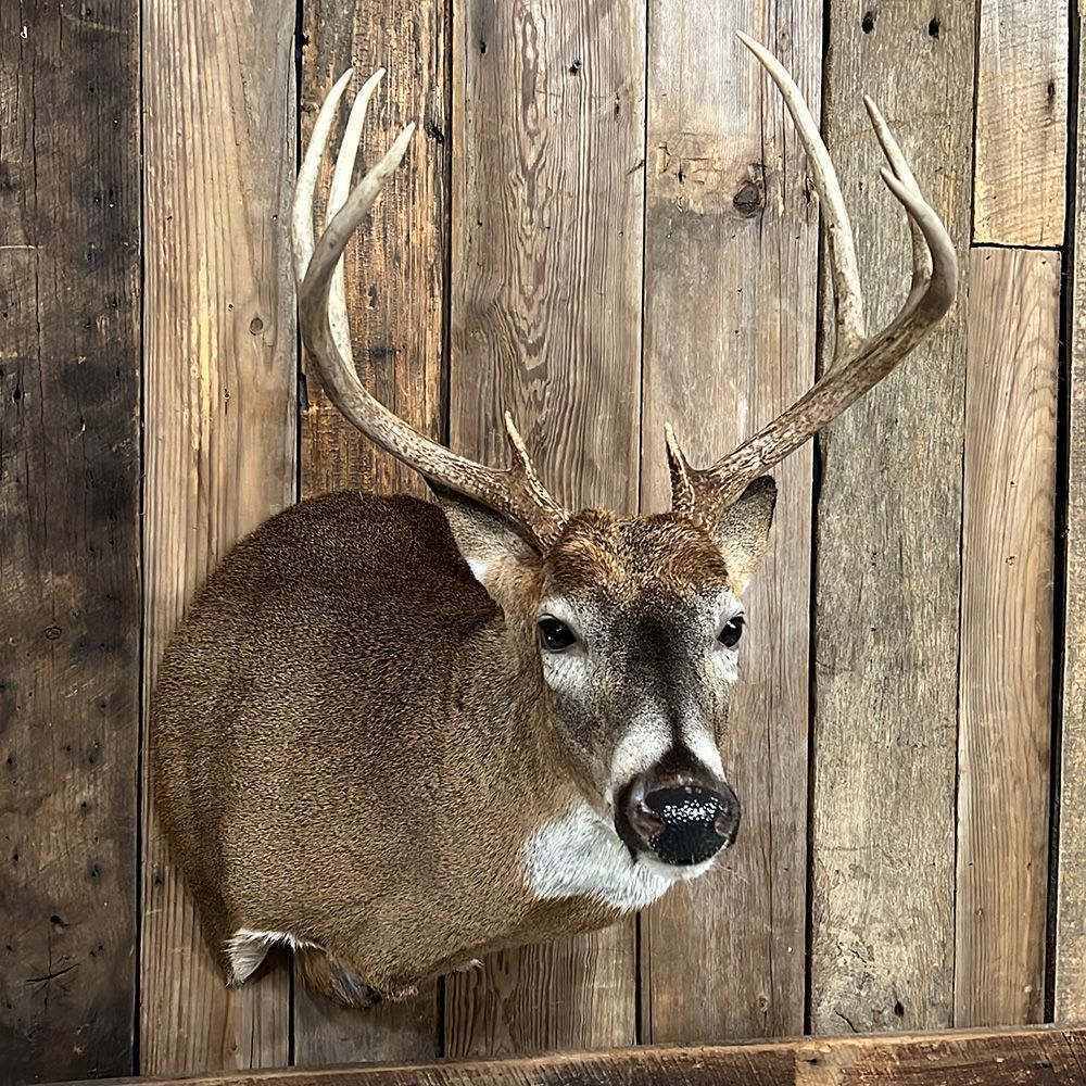 Bourke's Taxidermy Whitetail Deer Mounts