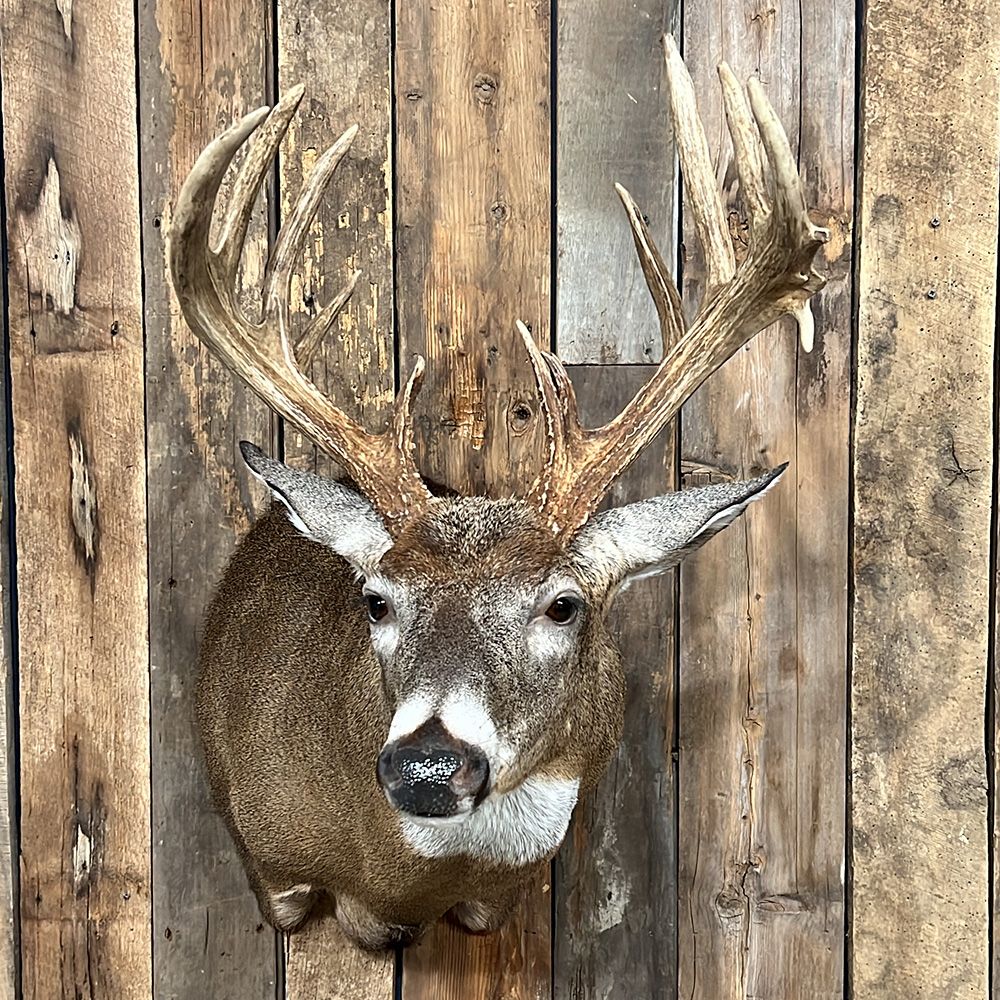 Bourke's Taxidermy Whitetail Deer Mounts