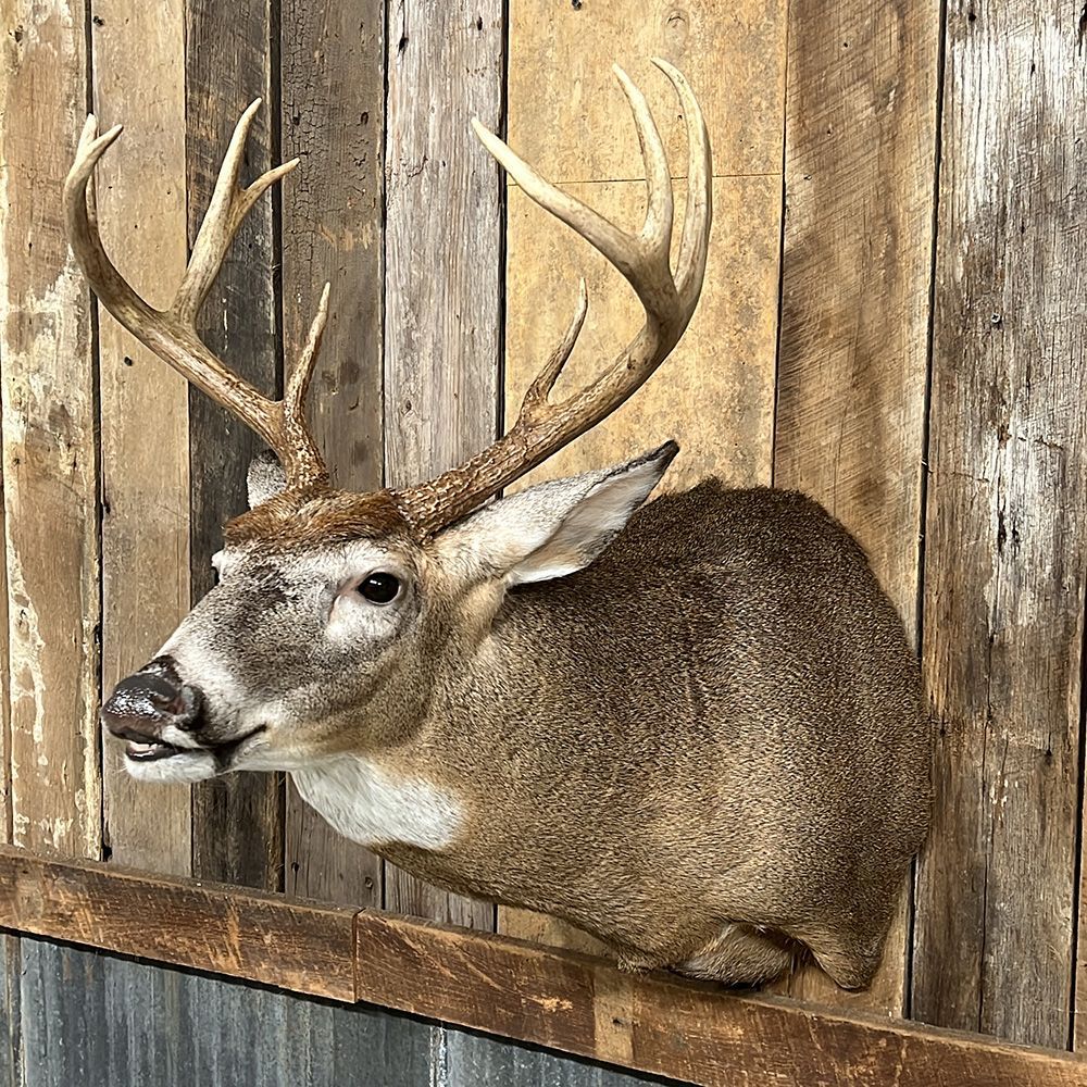 Bourke's Taxidermy Whitetail Deer Mounts