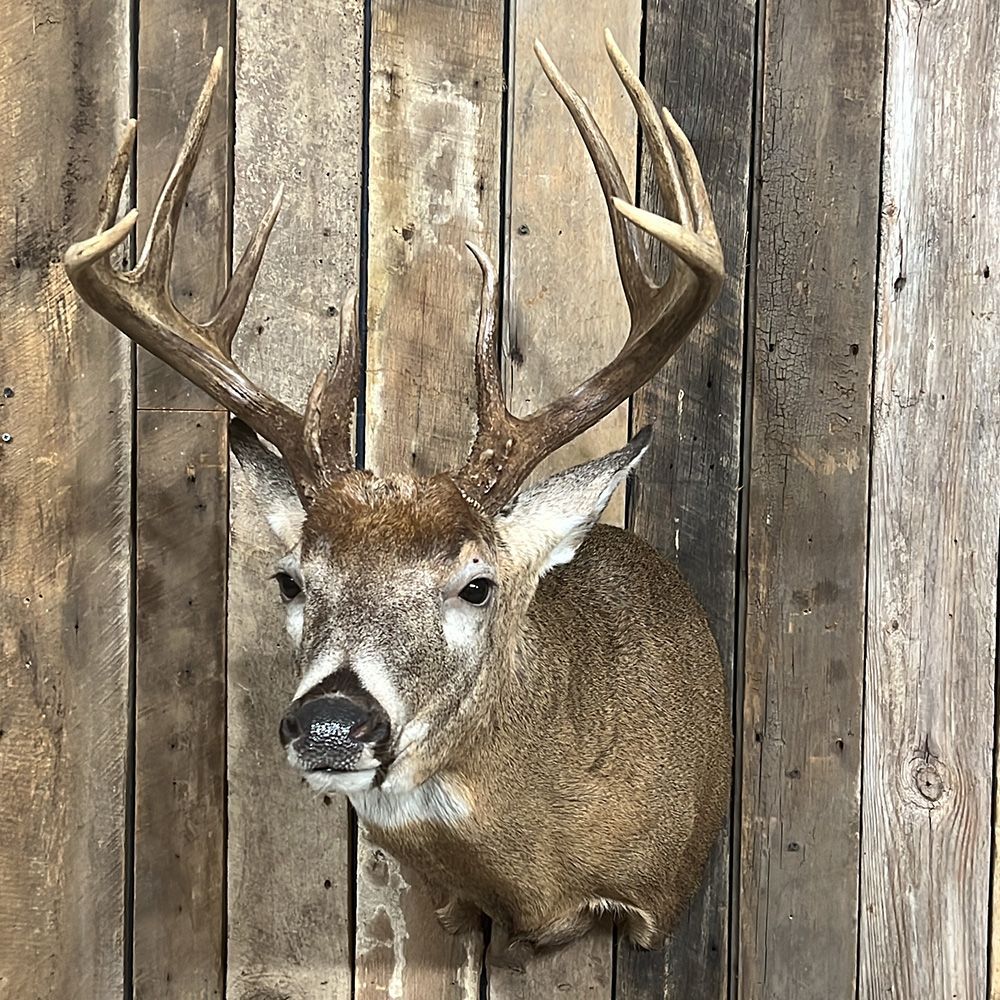 Bourke's Taxidermy Whitetail Deer Mounts