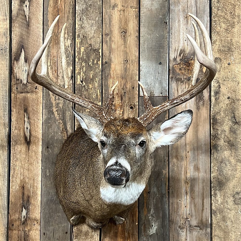 Bourke's Taxidermy Whitetail Deer Mounts