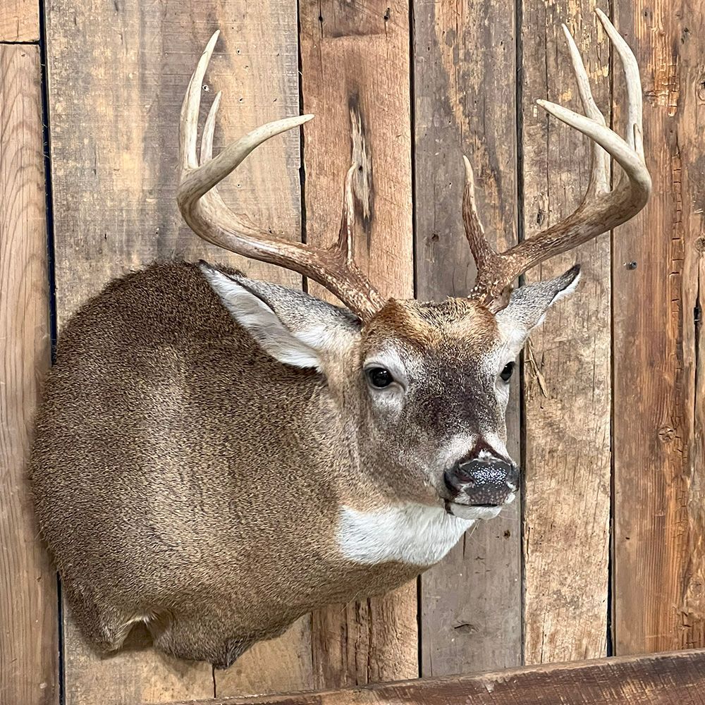 Bourke's Taxidermy Whitetail Deer Mounts