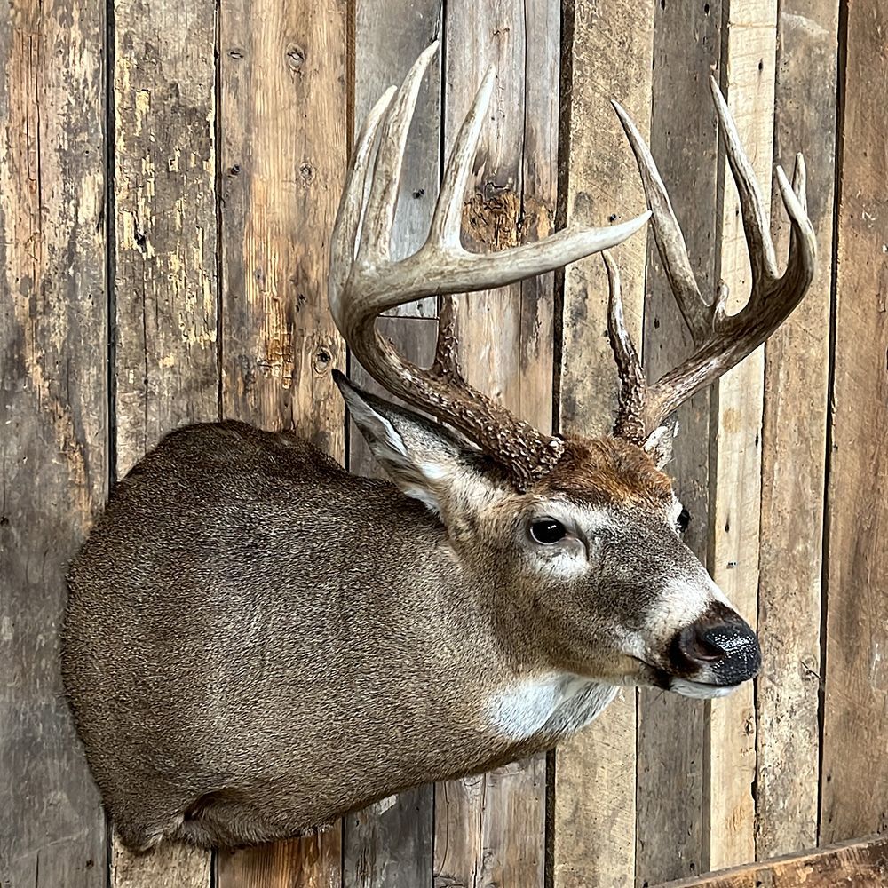 Bourke's Taxidermy Whitetail Deer Mounts