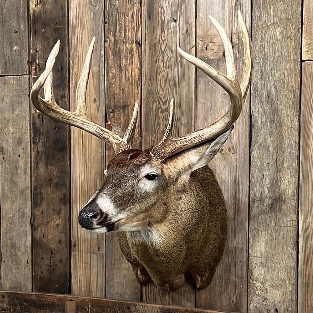 Bourke's Taxidermy Whitetail Deer Mounts
