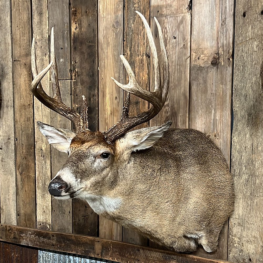 Bourke's Taxidermy Whitetail Deer Mounts
