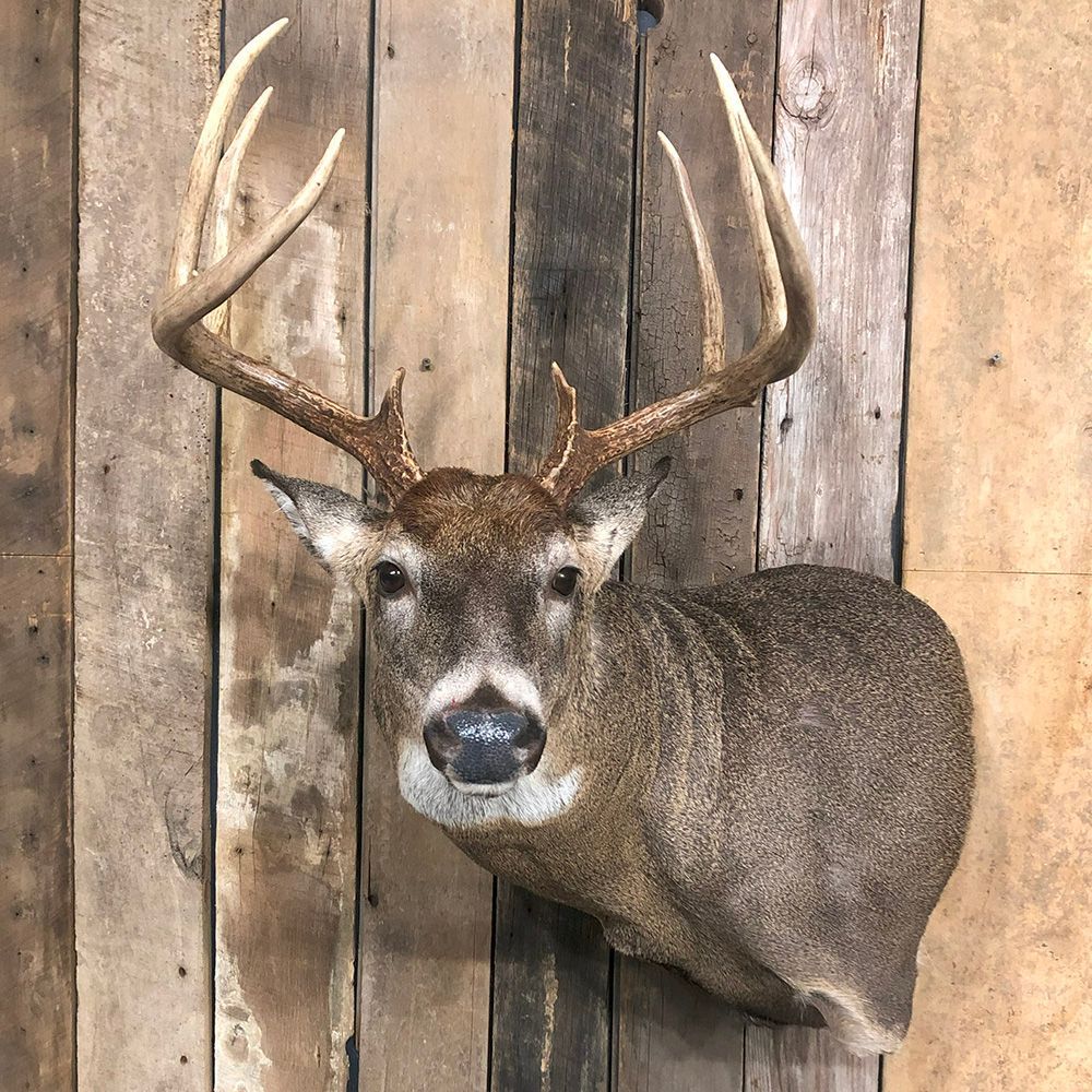 Bourke's Taxidermy Whitetail Deer Mounts