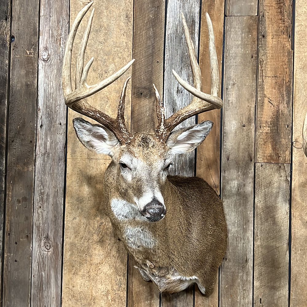 Bourke's Taxidermy Whitetail Deer Mounts