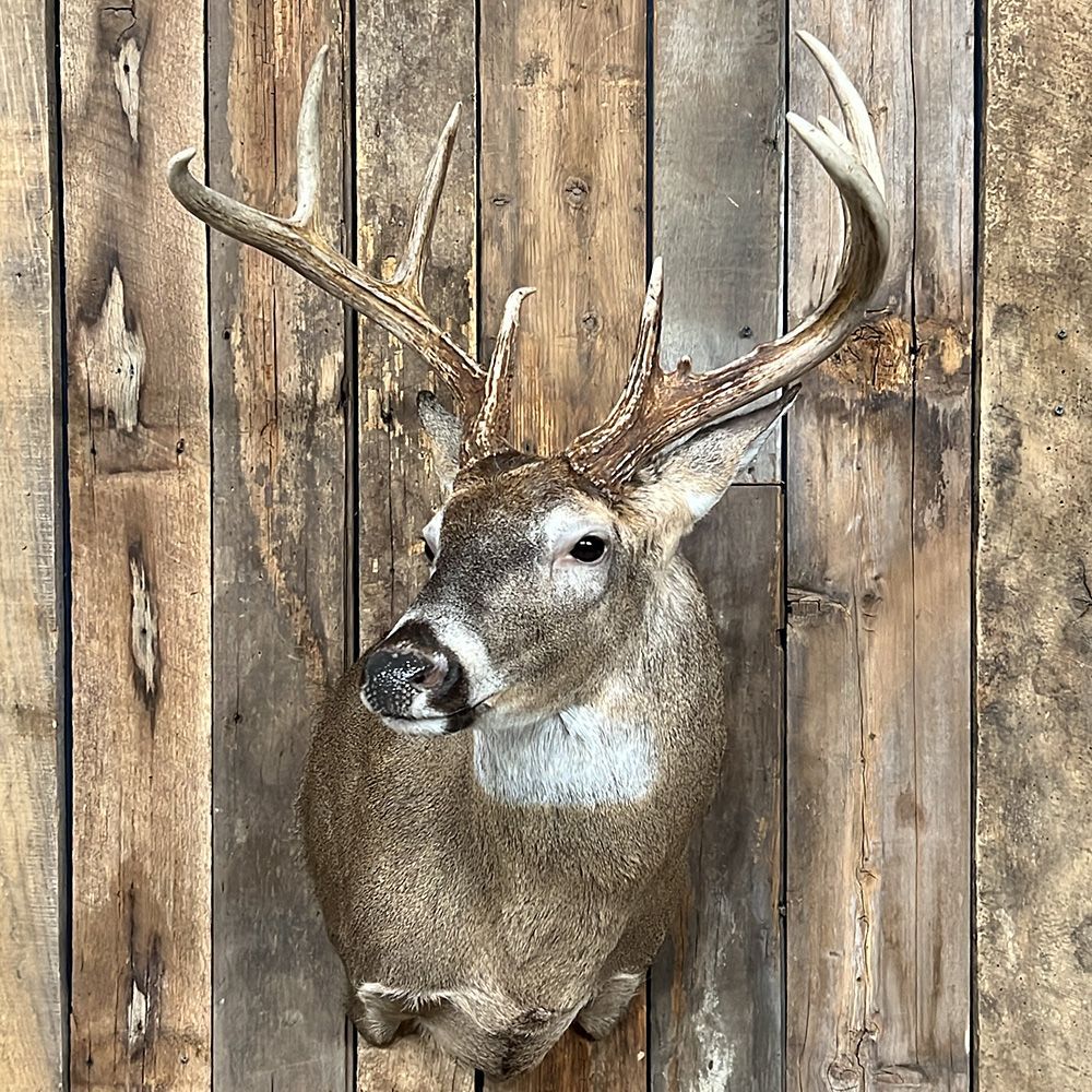 Bourke's Taxidermy Whitetail Deer Mounts