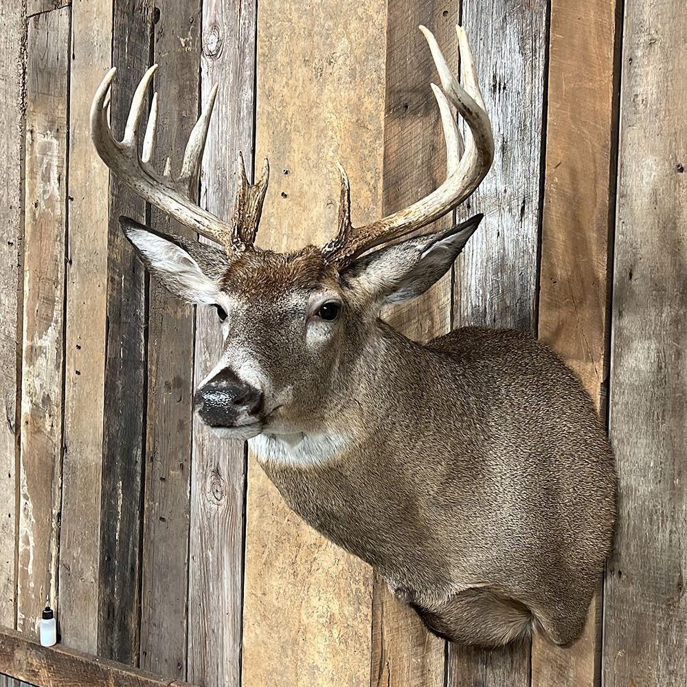 Bourke's Taxidermy Whitetail Deer Mounts