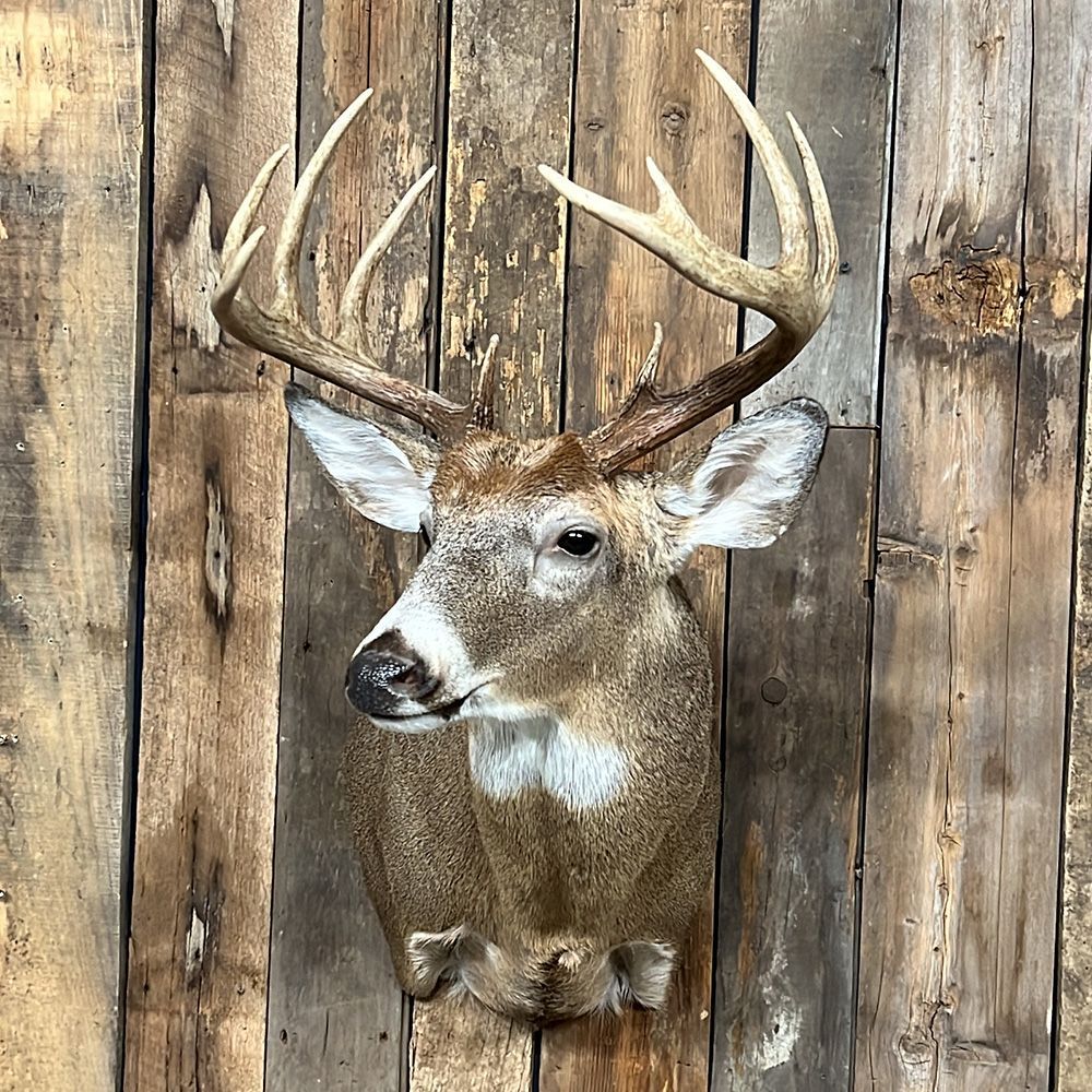 Bourke's Taxidermy Whitetail Deer Mounts