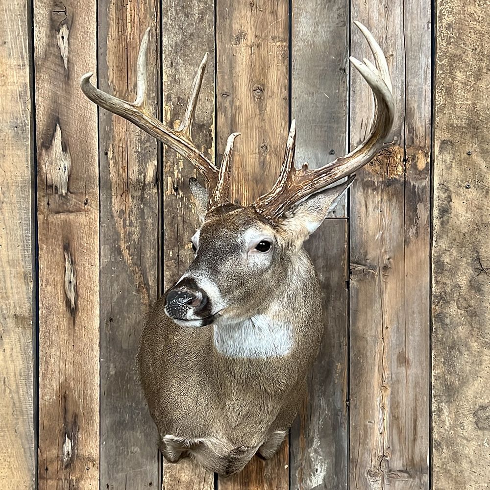 Bourke's Taxidermy Whitetail Deer Mounts