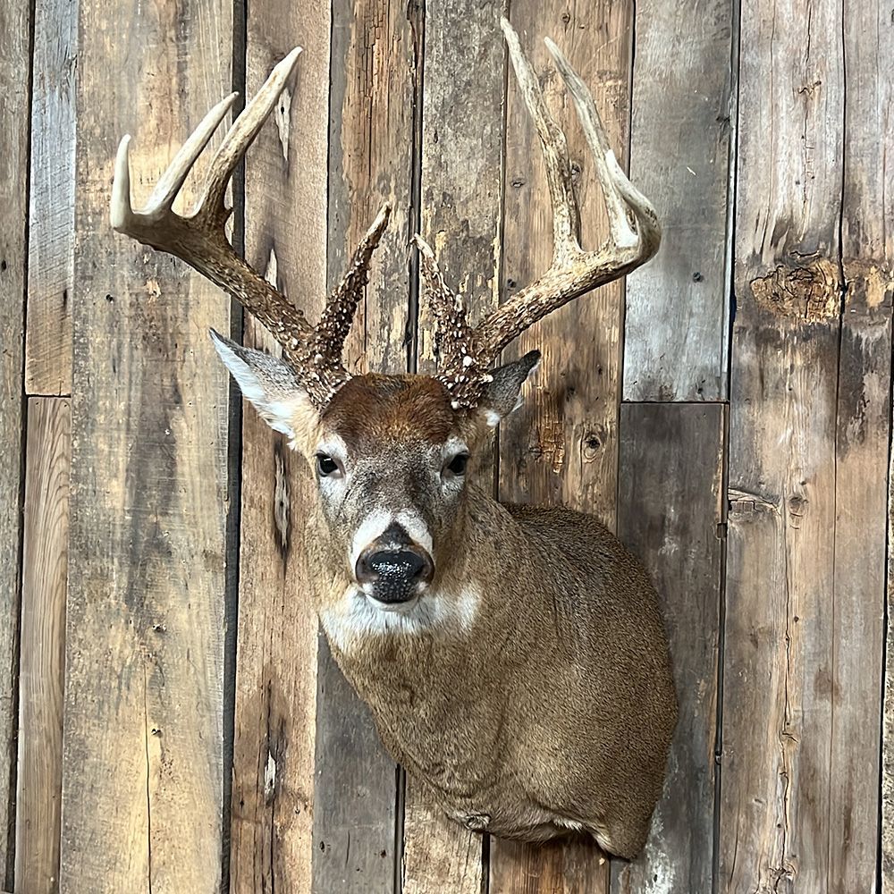 Bourke's Taxidermy Whitetail Deer Mounts