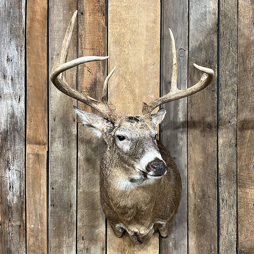 Bourke's Taxidermy Whitetail Deer Mounts