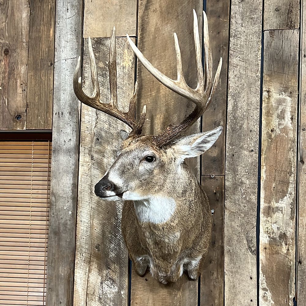 Bourke's Taxidermy Whitetail Deer Mounts