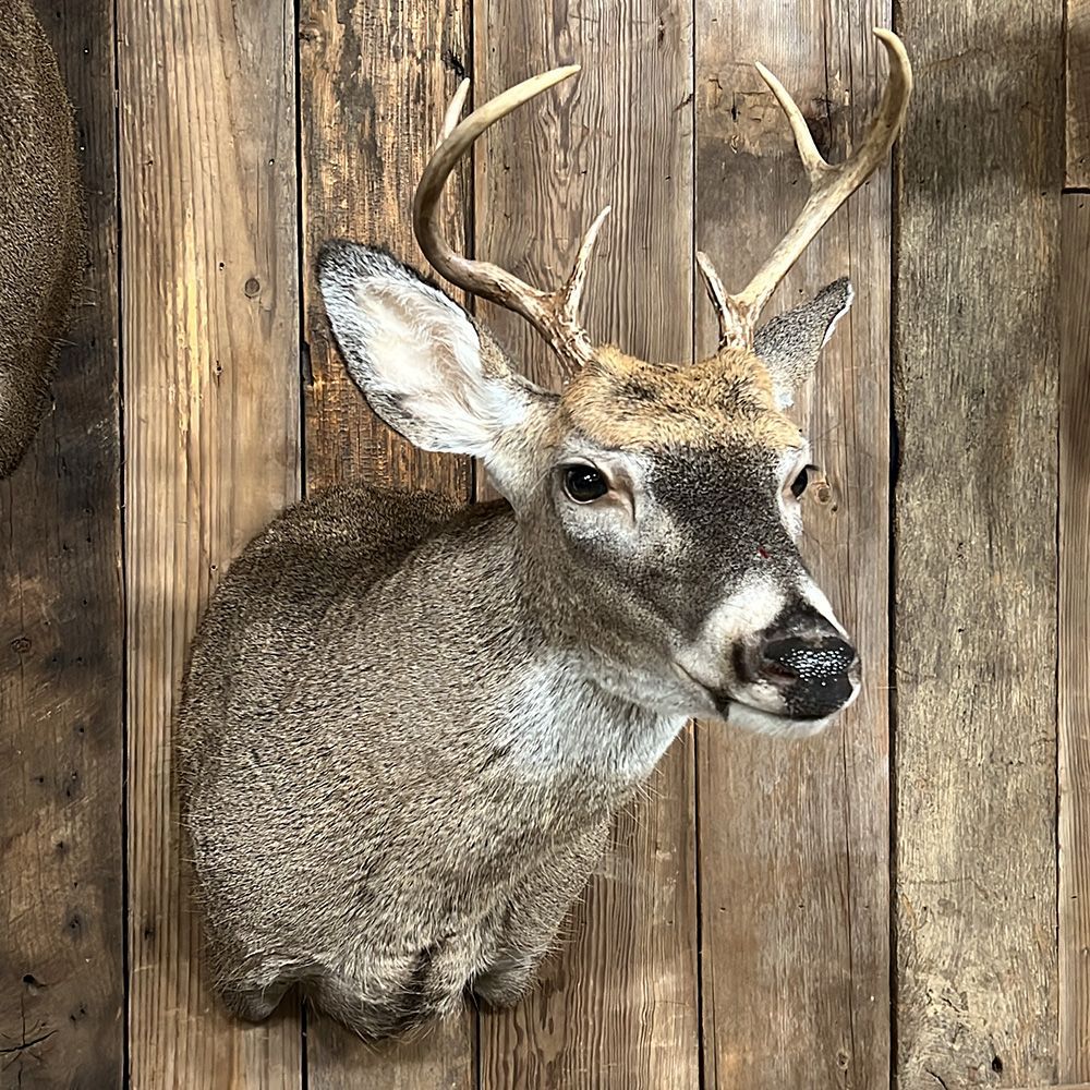 Bourke's Taxidermy Whitetail Deer Mounts