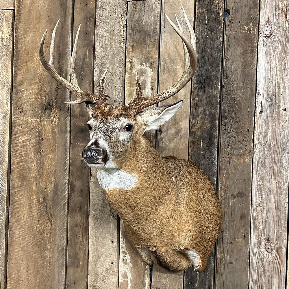 Bourke's Taxidermy Whitetail Deer Mounts