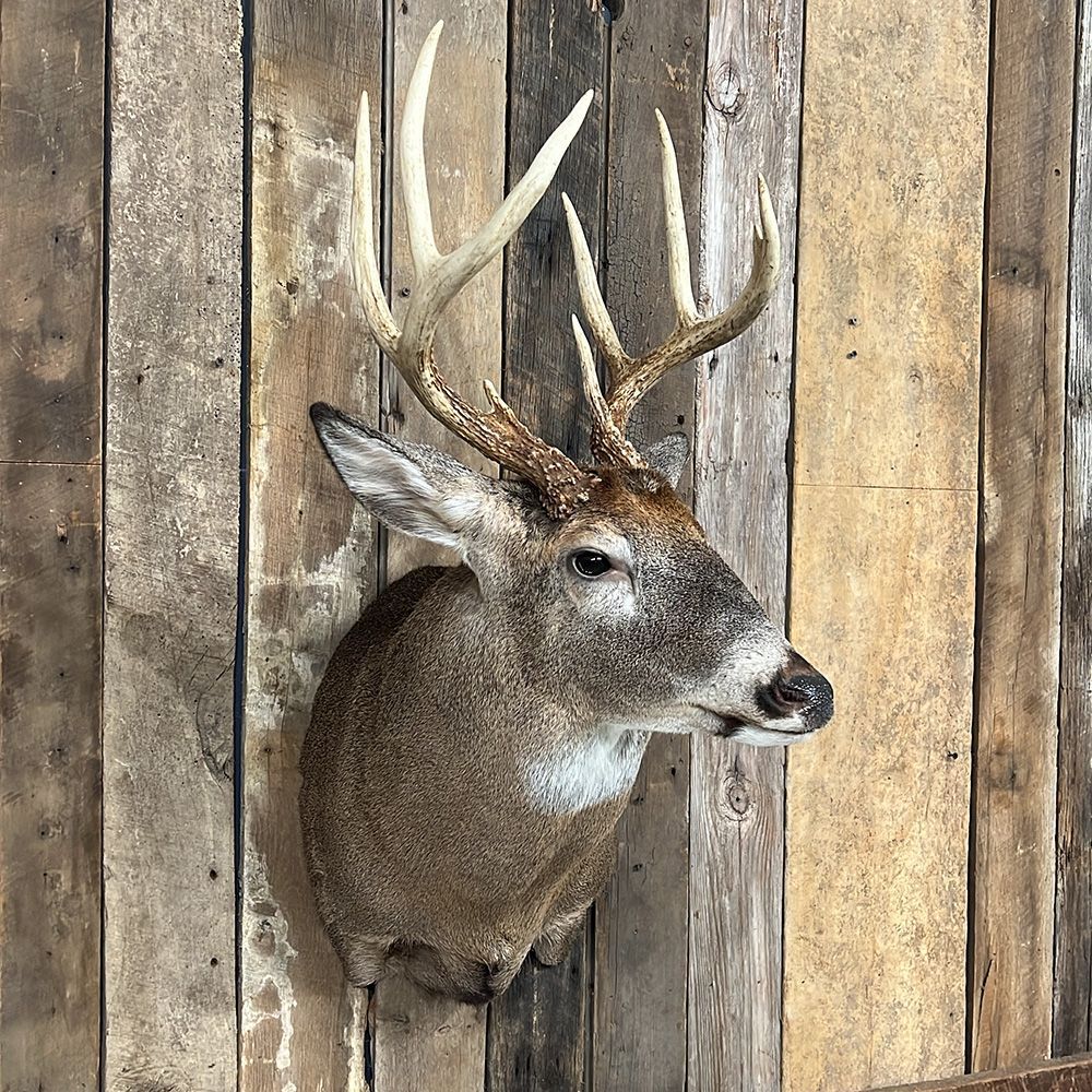 Bourke's Taxidermy Whitetail Deer Mounts